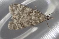 Eudonia murana