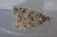 Eudonia murana