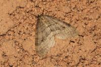 Operophtera fagata