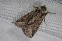 Allophyes oxyacanthae