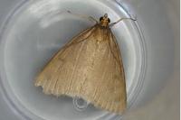 Evergestis aenealis