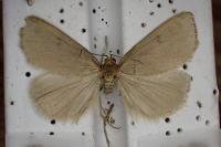 Evergestis aenealis