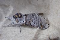 Furcula furcula