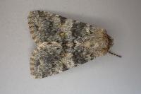 Hadena caesia caesia