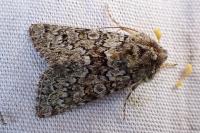 Hadena tephroleuca