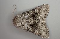 Hecatera bicolorata