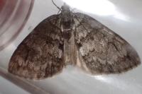 Hydriomena impluviata impluviata
