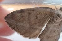 Hydriomena impluviata impluviata