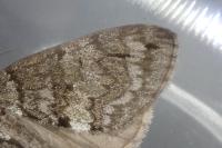 Hydriomena impluviata impluviata