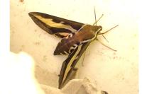 Hyles gallii