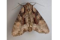 Lacanobia w-latinum