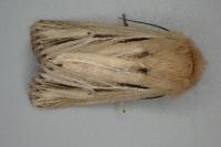 Mythimna anderreggii
