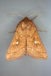 Mythimna conigera