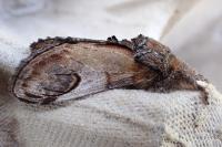 Notodonta ziczac