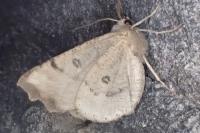 Odontopera bidentata