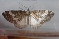Perizoma affinitata