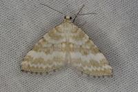 Perizoma albulata