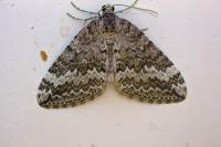 Perizoma hydrata