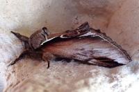 Pheosia gnoma