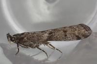 Pyla fusca