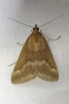 Pyrausta aerealis