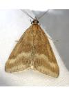 Pyrausta aerealis