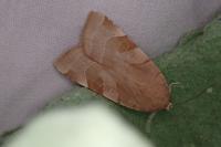 Noctua fimbriata