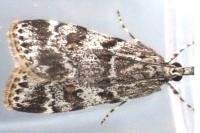 Scoparia conicella