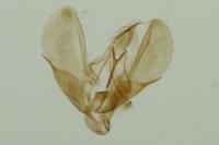 Scoparia conicella