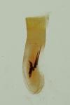 Scoparia conicella