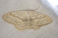 Scopula incanata