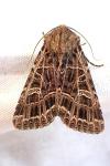 Sideridis reticulata