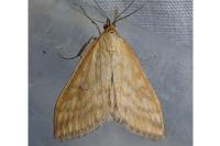 Sitochroa verticalis