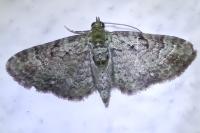 Pasiphila rectangulata