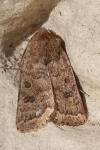 Hoplodrina octogenaria