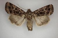 Sideridis reticulata