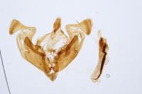 Sideridis reticulata