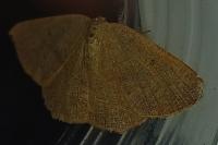 Cyclophora puppillaria