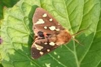 Arctia testudinaria