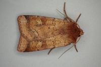 Diarsia mendica