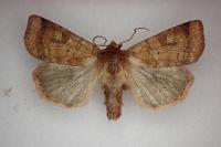 Diarsia mendica