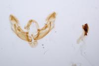 Diarsia mendica
