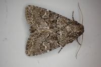 Apamea zeta