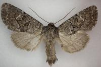 Apamea zeta