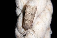 Agrotis segetum