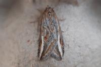Chesias legatella