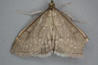 Anania fuscalis