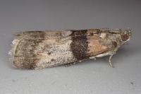 Sciota rhenella
