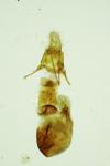 Sciota hostilis