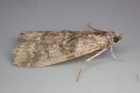Sciota hostilis